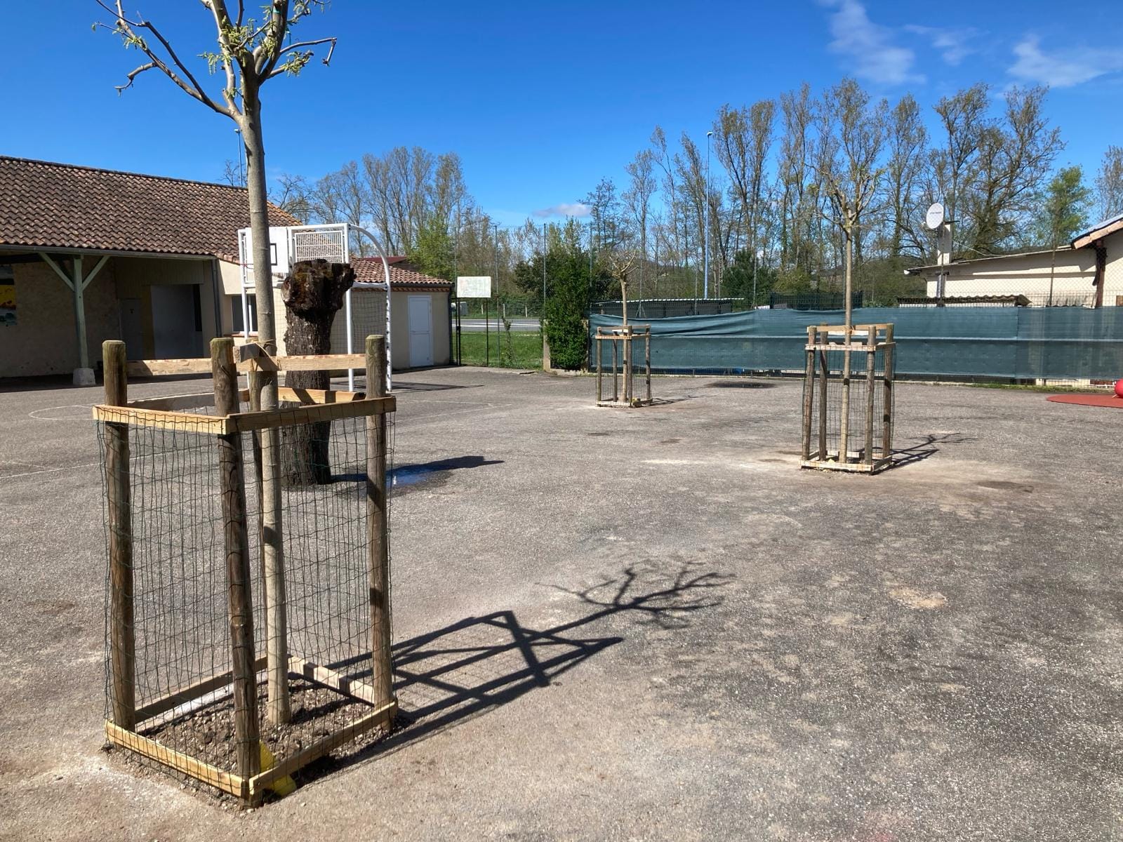 Végétalisation de la cour